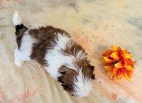 YUKI-Atrei-Kirabzer-shih-tzu-puppy-7