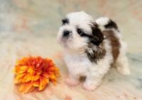 YUKI-Atrei-Kirabzer-shih-tzu-puppy-6