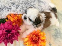 YUKI-Atrei-Kirabzer-shih-tzu-puppy-5