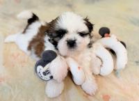 YUKI-Atrei-Kirabzer-shih-tzu-puppy-4
