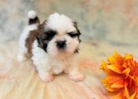 YUKI-Atrei-Kirabzer-shih-tzu-puppy-3