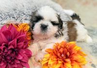 YUKI-Atrei-Kirabzer-shih-tzu-puppy-2