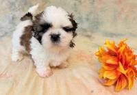 YUKI-Atrei-Kirabzer-shih-tzu-puppy-1