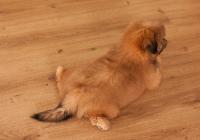 XENOS-Atrei-Kirabzer-shih-tzu-puppy-10