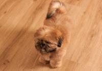 XENOS-Atrei-Kirabzer-shih-tzu-puppy-9