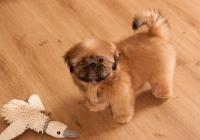 XENOS-Atrei-Kirabzer-shih-tzu-puppy-8