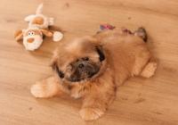 XENOS-Atrei-Kirabzer-shih-tzu-puppy-7