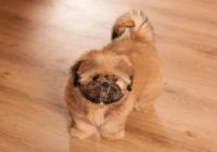 XENOS-Atrei-Kirabzer-shih-tzu-puppy-6