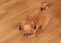 XENOS-Atrei-Kirabzer-shih-tzu-puppy-5