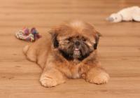 XENOS-Atrei-Kirabzer-shih-tzu-puppy-4
