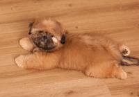 XENOS-Atrei-Kirabzer-shih-tzu-puppy-3