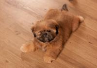 XENOS-Atrei-Kirabzer-shih-tzu-puppy-2