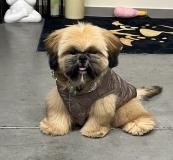 XENOS-Atrei-Kirabzer-shih-tzu-puppy-0