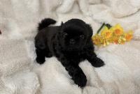 AIKO-Atrei-Kirabzer-shih-tzu-puppy-4