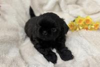 AIKO-Atrei-Kirabzer-shih-tzu-puppy-3