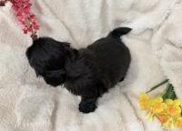 AIKO-Atrei-Kirabzer-shih-tzu-puppy-2