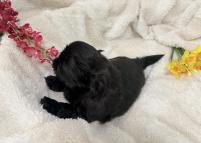 AIKO-Atrei-Kirabzer-shih-tzu-puppy-1